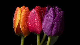 close-up photography of three orange, red, and purple Tulips with dew drops